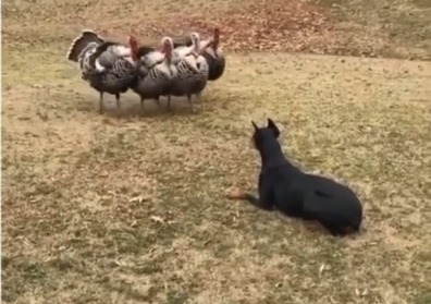 スクリーンショット 2024-10-13 074717