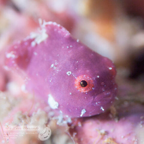 超かわいいスライムみたいな魚 ダンゴウオ 生きもの 地球ってわくわくランド