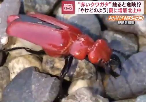 キャプチャ2
