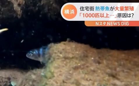 キャプチャ