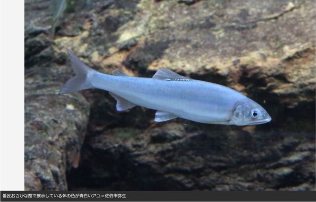 キャプチャ鮎