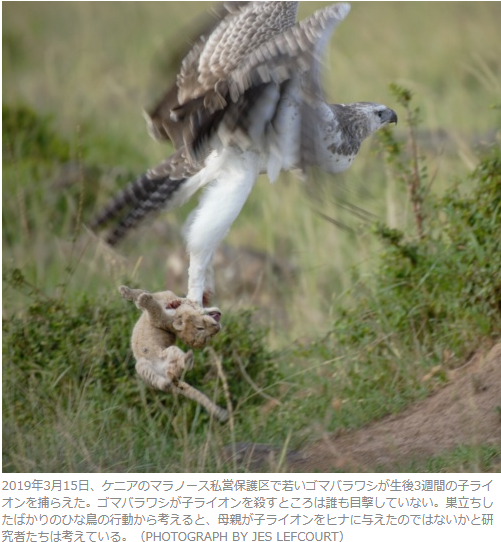 スクリーンショット 2024-10-12 051041