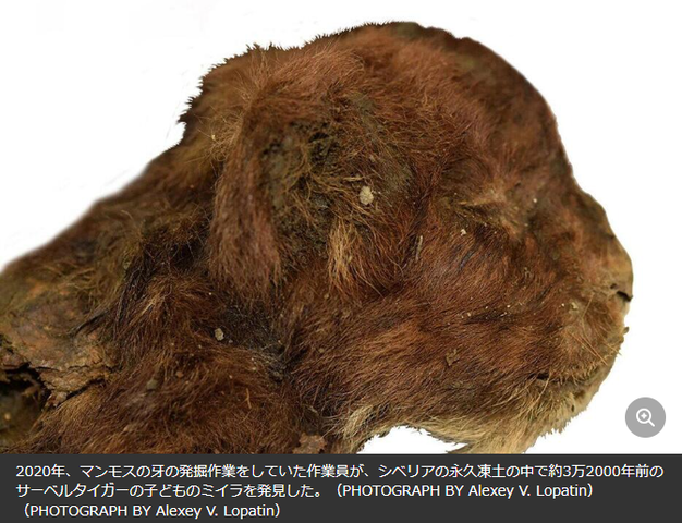 スクリーンショット 2024-10-13 074717