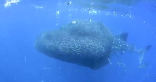 キャプチャ3