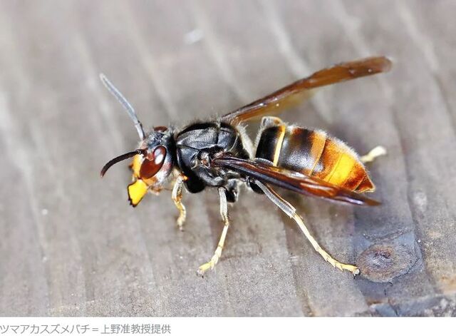 キャプチャ