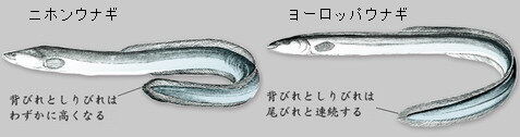 ヨーロッパ鰻