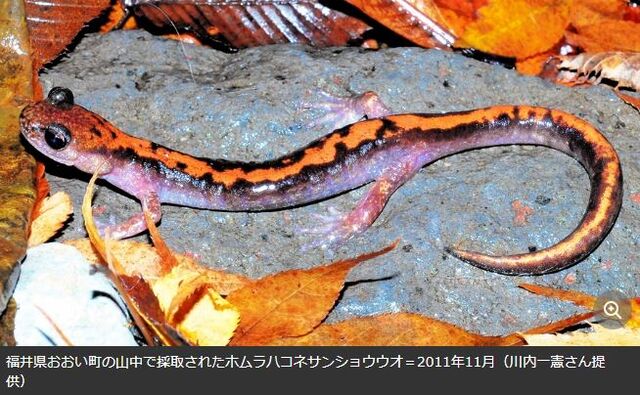 キャプチャ