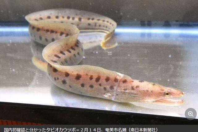 キャプチャ
