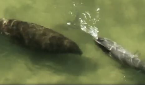 キャプチャ