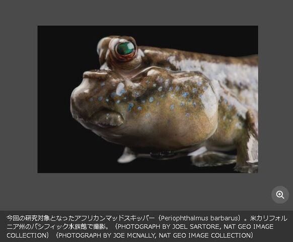 キャプチャ