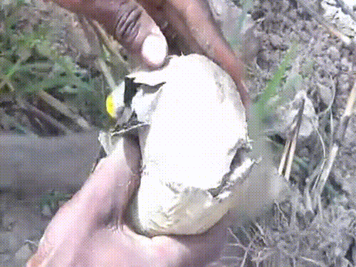 ギョギョ 粘膜の繭で 雨を待つ肺魚 生きもの 地球ってわくわくランド ギョギョ 粘膜の繭で 雨を待つ肺魚 生きもの 地球ってわくわくランド
