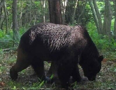 キャプチャー