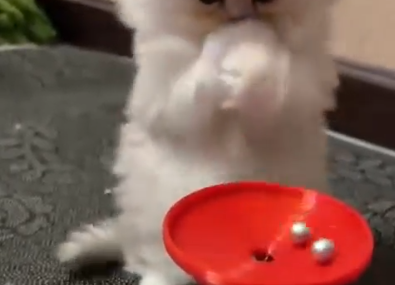 スクリーンショット 2024-10-13 074717