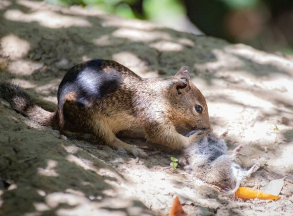 スクリーンショット 2024-10-13 074717