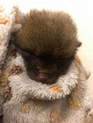 FacebookCuan Wildlife Rescue2