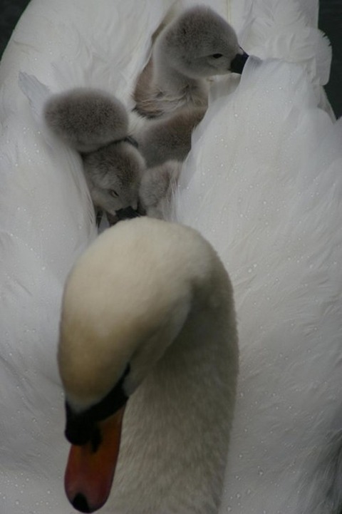 tumblr_m41f88UFuS1ruv516o1_500