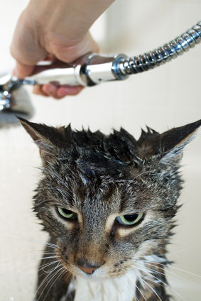 catbathing