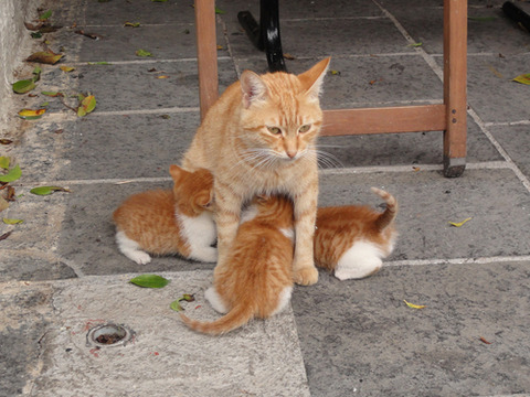 tumblr_met0eiGpsI1qargfho1_500