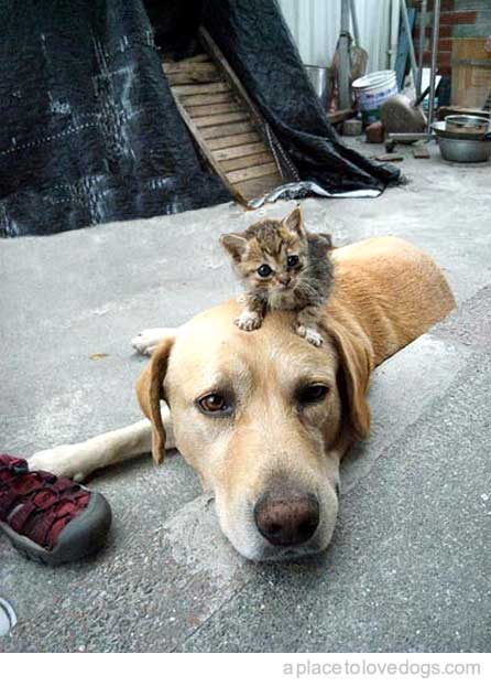 tumblr_kym7p86ind1qa8gt7o1_500