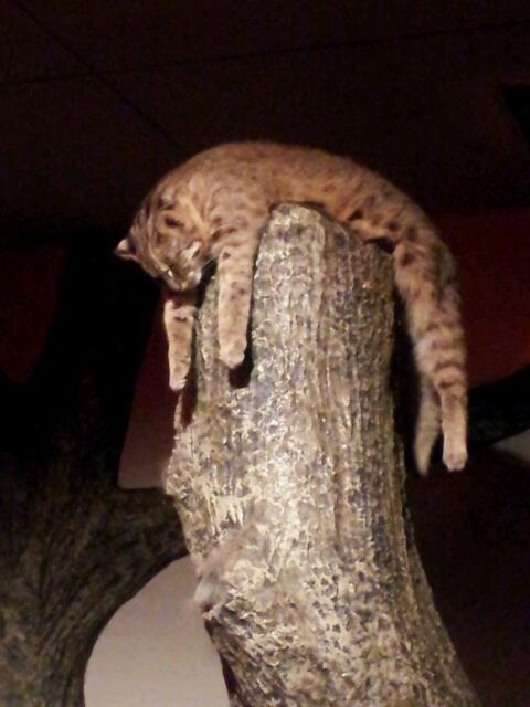 tumblr_mcduy8b2qd1qz5279o1_500