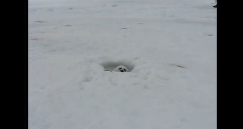 キャプチャ
