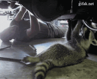 tumblr_m82gvgNX911ql2603o1_400