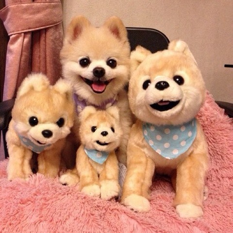 tumblr_mc3bntDdXg1qa8gt7o1_500