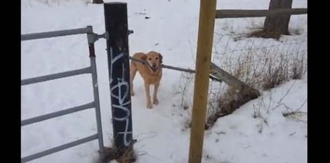 キャプチャ