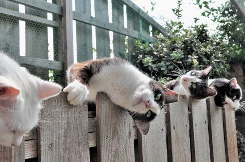 tumblr_lphfdyVU3p1qzg29bo1_500