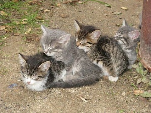 m6xYSNpbAf09eyc8eg8xRCPAo1_500