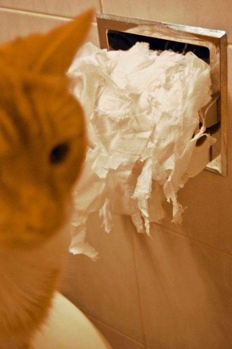 tumblr_kyrbqfP8FN1qzwjw1o1_500