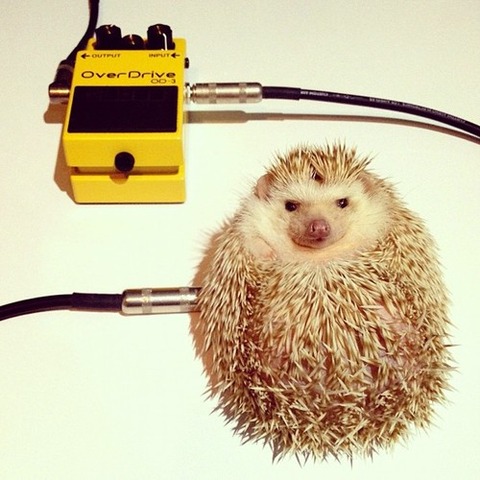 tumblr_mh3ll6oduV1qzjvpto1_500