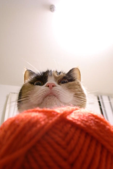 tumblr_lihwkun7f71qz7cz6o1_500