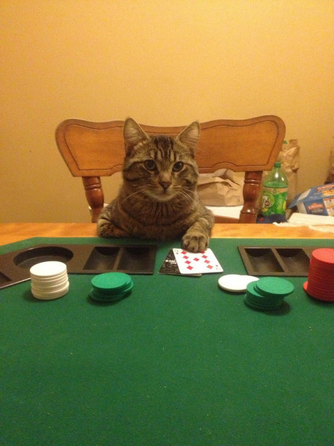 tumblr_mgcf2fPIos1qz5wqeo1_500