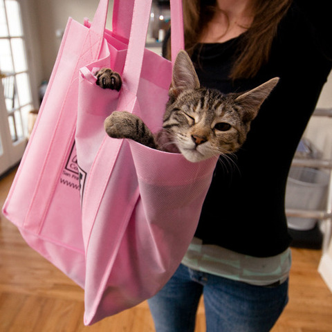 tumblr_kqqkl6EQkE1qzgciso1_500