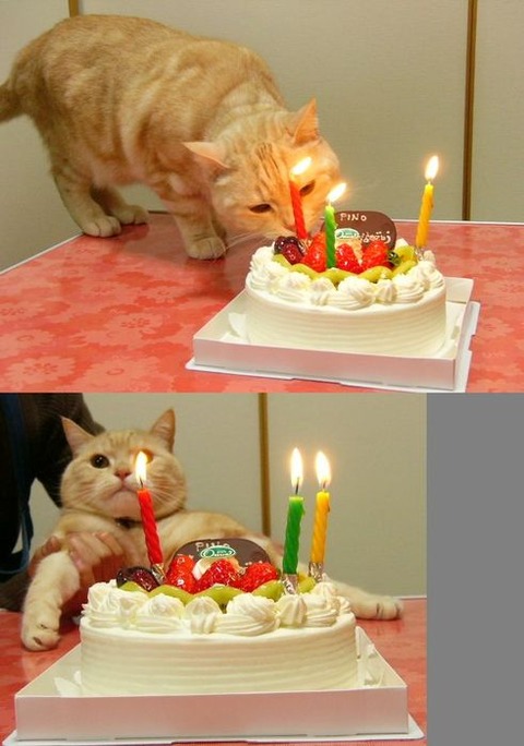 tumblr_kq43epR7DQ1qze36ho1_500