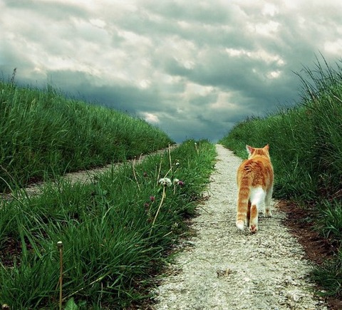 tumblr_m83jj7Tr1Z1rofpj6o1_500