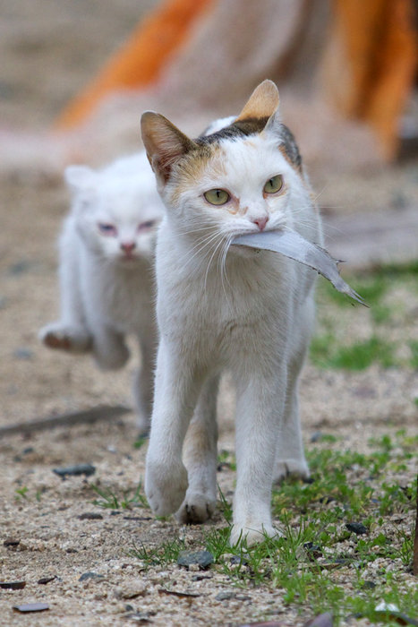 7LvnDFHHnkpqh8ibhP7JklhTo1_500