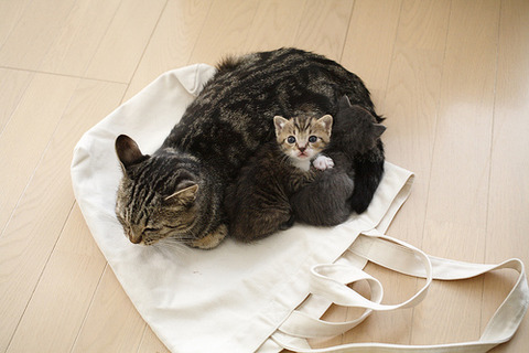 IuxurmJ4Xozf92wmjAzzQP0uo1_500