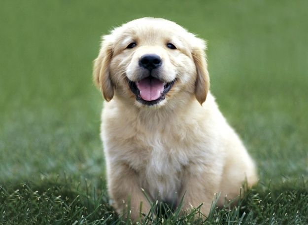 【画像】犬のいる生活。 : どうぶつまとめちょう