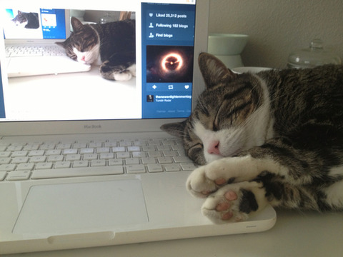 tumblr_mg4llg431R1r1xogdo1_500