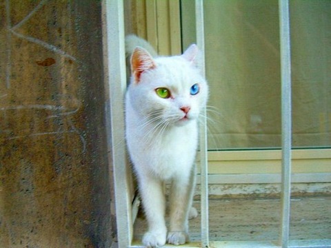 yKHA7rBbe5hj7w938ksGG1lT_500