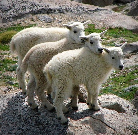 W4pGVODuyii16i8vT0NoVPuco1_500