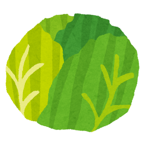 vegetable_cabbage2