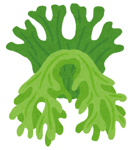plant_bikaku_shida.png