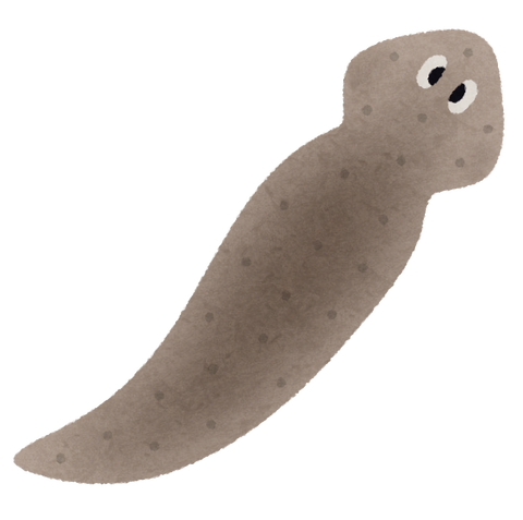 animal_planaria