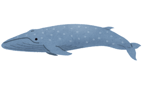 whale_01_shironagasukujira