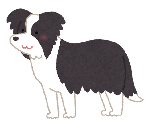 dog_Border_Collie