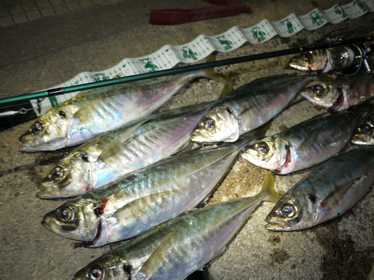 金鯵ディスティニー 漁ちゃんの宝島 壱岐 金鯵ディスティニー 漁ちゃんの宝島 壱岐