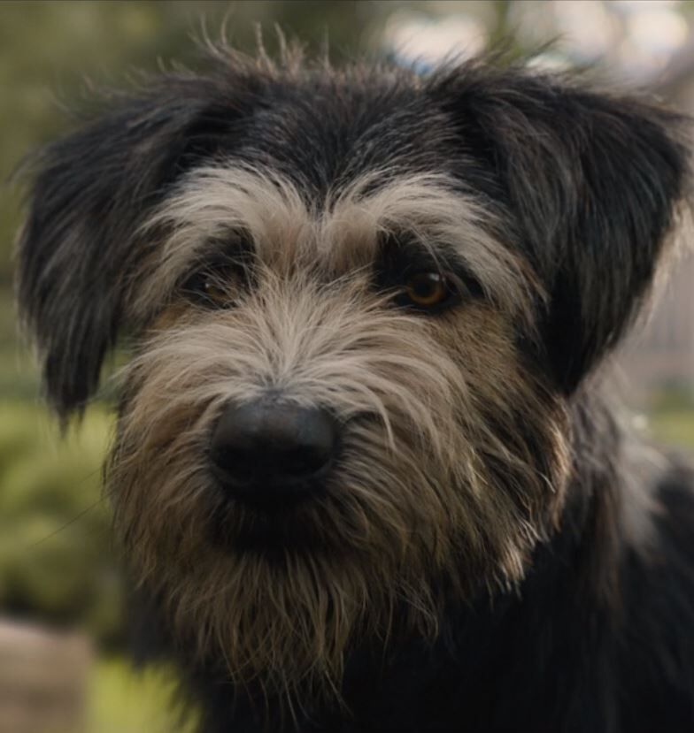 おすすめ映画 わんわん物語19 一つ束ねて十鳴らす